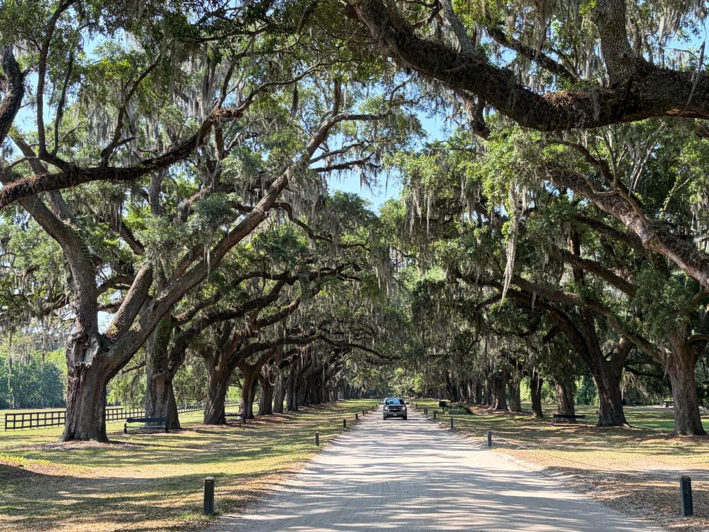 South Carolina’s Roots Run&nbsp;Deep
